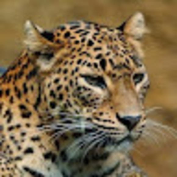 Meet your Posher, Michael - Picture 1 of 1